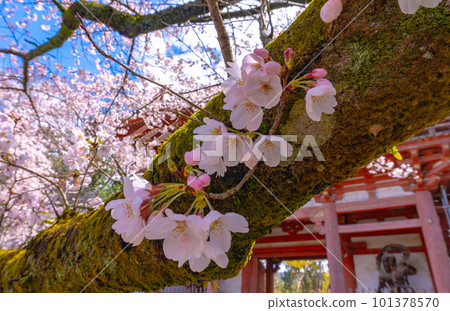 【京都風光】岱吾寺、豐臣鼎盛時期的賞櫻 101378570