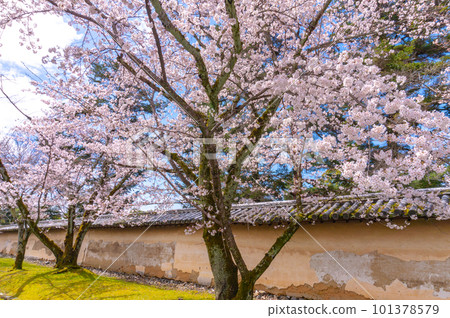 【京都風光】岱吾寺、豐臣鼎盛時期的賞櫻 【京都風光】岱吾寺、豐臣鼎盛時期的賞櫻 101378579
