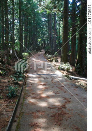 Sunlight filtering through the trees, Tairyu-ji Temple, No. 21 Fudasho (Tokushima Prefecture, Shikoku Pilgrimage) Sunlight filtering through the trees, Tairyu-ji Temple, No. 21 Fudasho (Tokushima Prefecture, Shikoku Pilgrimage) 101378621