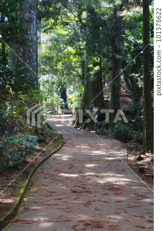 陽光透過樹木,太龍寺,布田莊21號(德島縣,四國參拜) 陽光透過樹木,太龍寺,布田莊21號(德島縣,四國參拜) 101378622