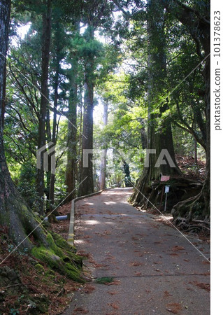 陽光透過樹木,太龍寺,布田莊21號(德島縣,四國參拜) 陽光透過樹木,太龍寺,布田莊21號(德島縣,四國參拜) 101378623