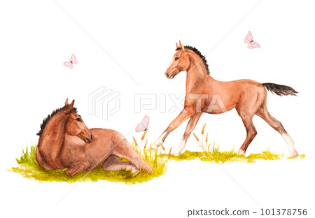 Watercolor illustration of a two horse foals galloping and lying in the green grass with pink butterflies 101378756
