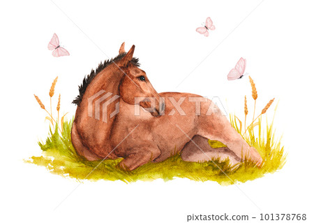 Watercolor illustration of a horse foal lying in the green grass with pink butterflies Watercolor illustration of a horse foal lying in the green grass with pink butterflies 101378768