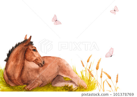 Watercolor illustration of a horse foal lying in the green grass with pink butterflies. Horizontal banner Watercolor illustration of a horse foal lying in the green grass with pink butterflies. Horizontal banner 101378769