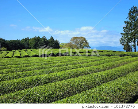 用新芽著色的 Sasaba 茶園 用新芽著色的 Sasaba 茶園 101378770