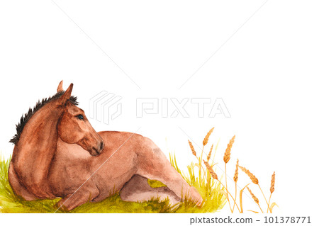 Watercolor illustration of a horse foal lying in the green grass. Horizontal banner 101378771