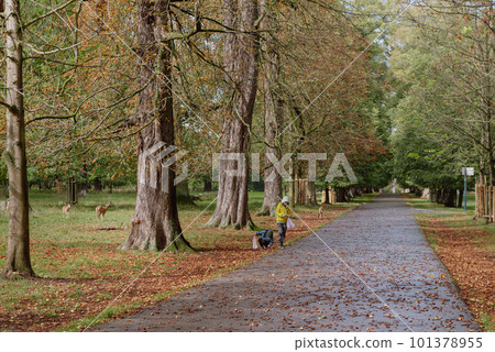 Calm Fall Season. Beautiful Landscape With Road In Autumn Forest. Maples And Birch Trees With Green, Yellow And Orange Leaves And Footpath In The Woodland In Sunny Day 101378955