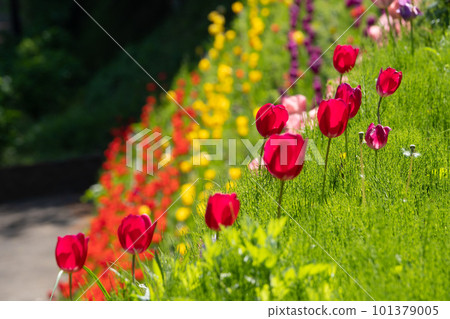 Kurihama Flower Country Tulips Kurihama Flower Country Tulips 101379005