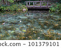 岐阜縣關市莫奈池根道神社的錦鯉 101379101