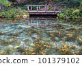 岐阜縣關市莫奈池根道神社的錦鯉 101379102