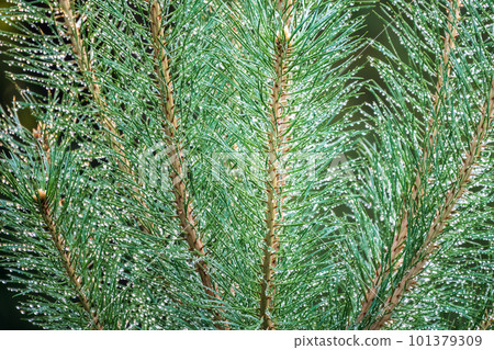 Background of green pine branches with water drops after rain Background of green pine branches with water drops after rain 101379309
