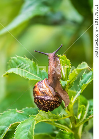Copse snail, Arianta arbustorum, igliding on the plant in the garden. Macro, close-up. Copse snail, Arianta arbustorum, igliding on the plant in the garden. Macro, close-up. 101379311