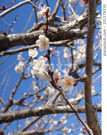 梅花開始綻放 101379350