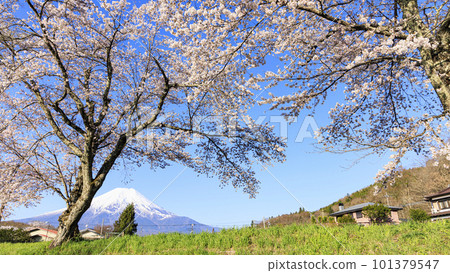 Spring Oshino cherry blossoms and Mt. Fuji seen from Oshino 101379547