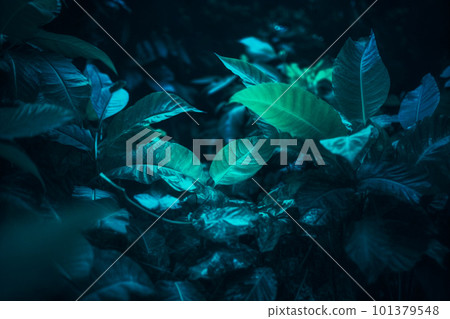 Tropical leaf forest glow in the dark background with copy space. High contrast concept 101379548