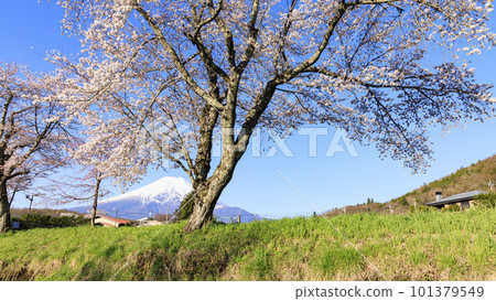 Spring Oshino cherry blossoms and Mt. Fuji seen from Oshino Spring Oshino cherry blossoms and Mt. Fuji seen from Oshino 101379549