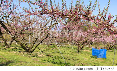 Taoyuankyo reflected in the blue sky 101379672