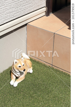 小狗柴犬雕像 小狗柴犬雕像 101379919