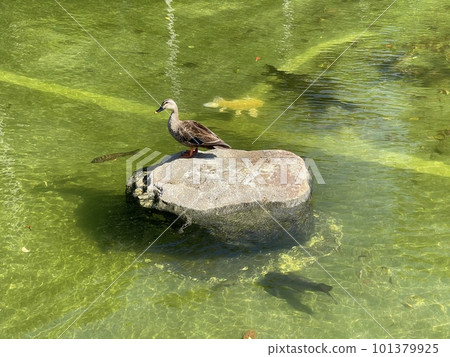 The weather is nice and the duck feels good 101379925