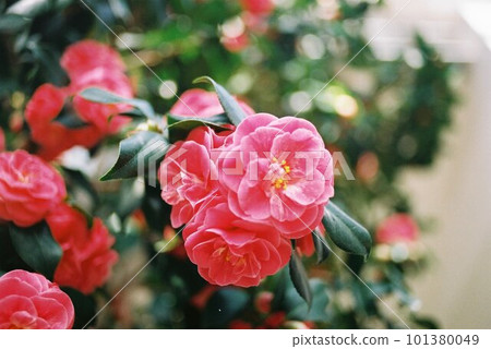 Camellia photographed with a film camera Camellia photographed with a film camera 101380049