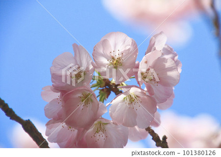 Cherry blossoms at Tairyu-ji Temple, No. 21 Fudasho (Shikoku Pilgrimage, Tokushima Prefecture) 101380126