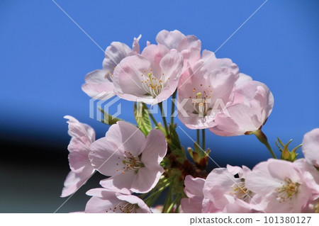 Cherry blossoms at Tairyu-ji Temple, No. 21 Fudasho (Shikoku Pilgrimage, Tokushima Prefecture) Cherry blossoms at Tairyu-ji Temple, No. 21 Fudasho (Shikoku Pilgrimage, Tokushima Prefecture) 101380127