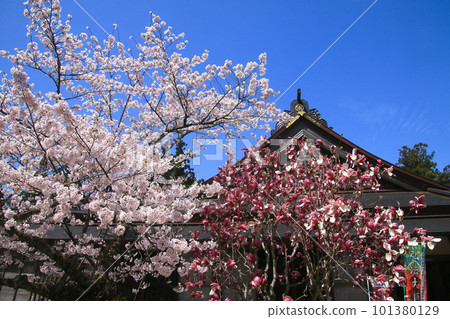 Cherry blossoms at Tairyu-ji Temple, No. 21 Fudasho (Shikoku Pilgrimage, Tokushima Prefecture) 101380129