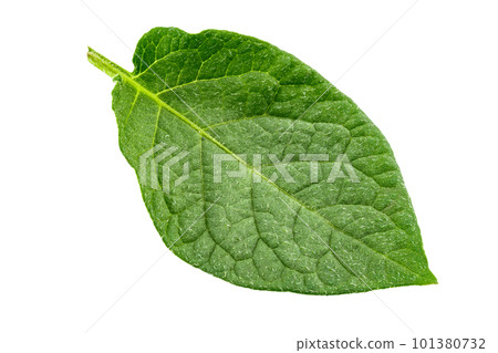 Fresh green potato leaf. Isolated on white background. 101380732