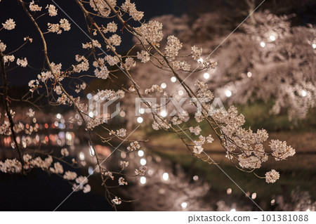 高田公園上越櫻花點燈 101381088
