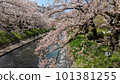 Pink cherry blossoms blooming along the river 101381255