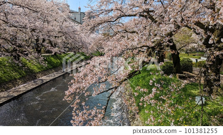 Pink cherry blossoms blooming along the river Pink cherry blossoms blooming along the river 101381255