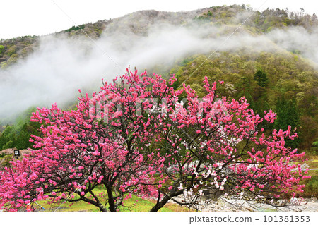 流雲的花桃之裡 流雲的花桃之裡 101381353