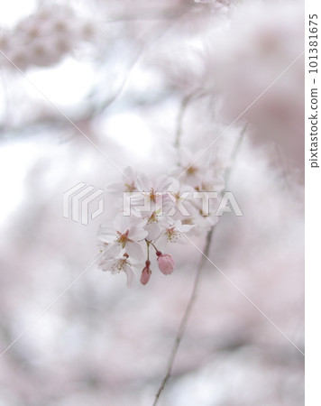 Weeping cherry blossoms blooming in Rikugien Weeping cherry blossoms blooming in Rikugien 101381675