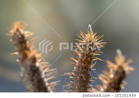 Spring succulents Spring succulents 101381939