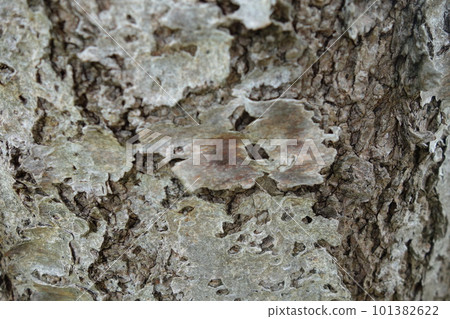 老樹皮 101382622