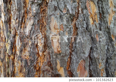 老樹皮 101382623