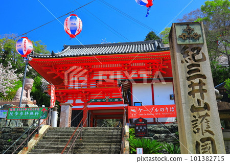 [Wakayama Prefecture] Cherry blossoms in full bloom and Kimiidera Temple (Romon) 101382715