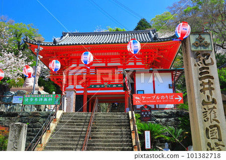 [Wakayama Prefecture] Cherry blossoms in full bloom and Kimiidera Temple (Romon) 101382718