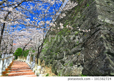 [Wakayama Prefecture] Cherry blossoms in full bloom and Kimiidera Temple 101382724