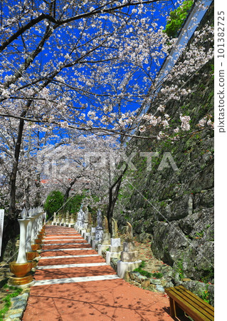 [Wakayama Prefecture] Cherry blossoms in full bloom and Kimiidera Temple 101382725
