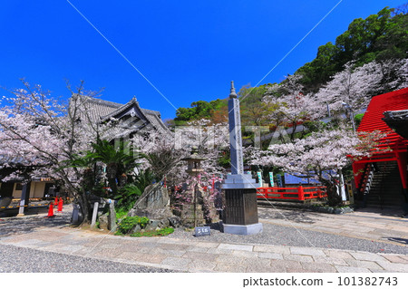 [Wakayama Prefecture] Cherry blossoms in full bloom and Kimiidera (main hall) 101382743