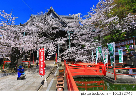 [和歌山縣]盛開的櫻花和君井寺（正殿） 101382745