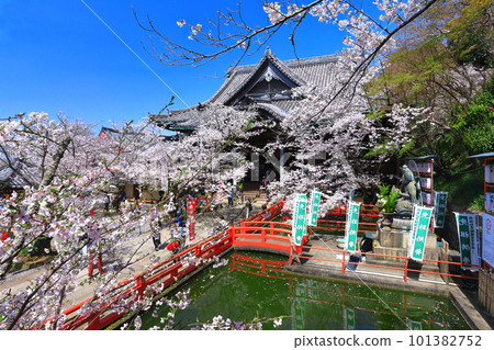 [Wakayama Prefecture] Cherry blossoms in full bloom and Kimiidera (main hall) 101382752