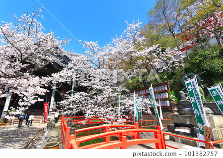 [Wakayama Prefecture] Cherry blossoms in full bloom and Kimiidera (main hall) 101382757