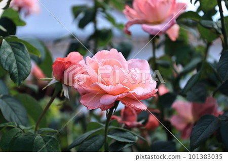 Blooming Rose Baby Romantica 101383035