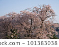 附近的櫻花盛開 101383038