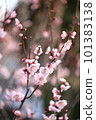 plum	 101383138