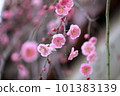 plum	 101383139