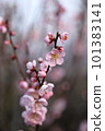 plum	 101383141