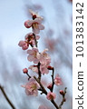 plum	 101383142